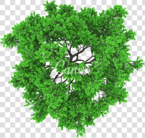 Trees Top View Png   Top View Of Trees Vector Png  Transparent Png