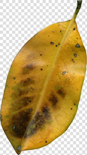 Daun Kering Png  Transparent Png