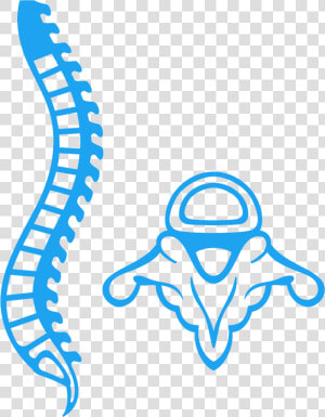 Chiropractor Sandton Spine   Medula Vector Png  Transparent Png