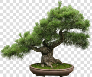 Bonsai Tree Png   Bonsai Pinus Thunbergii  Transparent Png