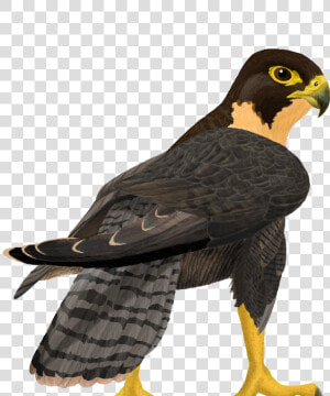 Download Peregrine Falcon Png Clipart   Peregrine Falcon Png  Transparent Png