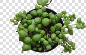 Succulent String Of Pearls   Seedless Fruit  HD Png Download