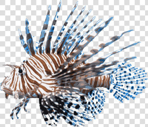 Lionfish Png   Lionfish Png   Lion Fish Png  Transparent Png