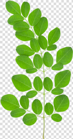 Tree Leaves Png   Moringa Benefits  Transparent Png