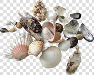  moodboard  stickers  seashells  sea  shells  summer   Aesthetic Beach Shells Png  Transparent Png