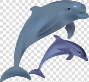 Free To Use Public Domain Dolphin Clip Art   Dolphin Clipart  HD Png Download