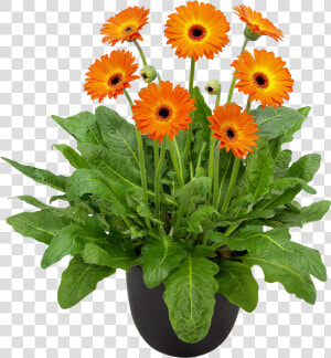 Gerbera Plant Png  Transparent Png