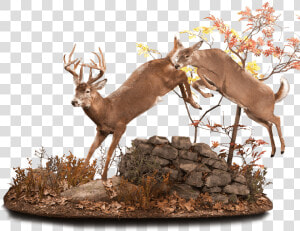 Whitetail Deer Running Taxidermy   Elk  HD Png Download