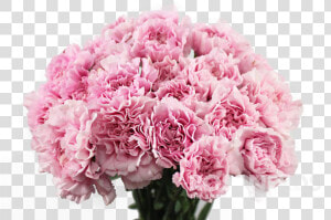 Carnation Flower Png Png Download Carnation Flower   Carnation Flower In Png  Transparent Png