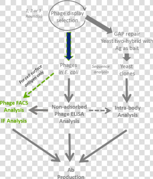 Antibody Phage Display Selection  amp  If facs Validation   Synthetic Phage  HD Png Download