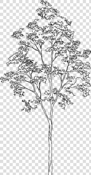 Transparent White Tree Png   Silver Birch Tree Cad  Png Download