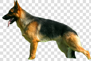 Sv Standard Zwinger   Old German Shepherd Dog  HD Png Download