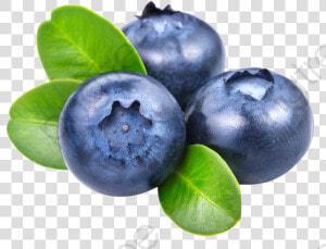 Transparent Fresh Blueberries Png Format Image With   Blueberries Png  Png Download