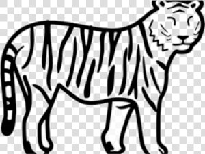 Easy Tiger Clipart Cool Cliparts Stock Vector And Transparent   Draw A Easy Tiger  HD Png Download