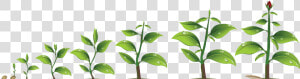 Plant Growth Png   Png Download   Transparent Plant Growth Png  Png Download