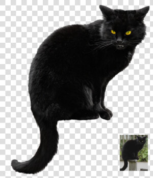 Halloween Black Cat Vector Free Png Photo   Black Cat Transparent Background  Png Download