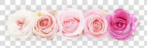 Transparent Rosas Png   Linea De Flores Png  Png Download