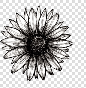 Sunflower Png Tumblr   Black And White Sunflower Png  Transparent Png