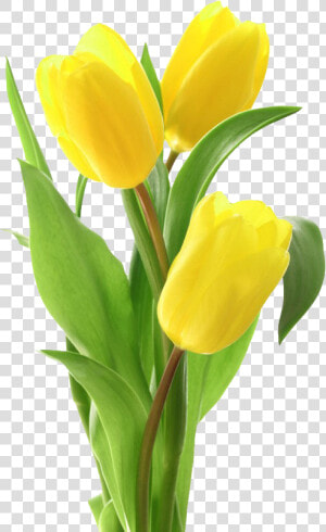 Yellow Tulips Png Free Image Download   Yellow Tulips Png  Transparent Png