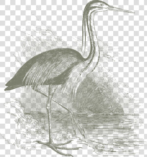 Transparent Crane Bird Png   Great Blue Heron  Png Download