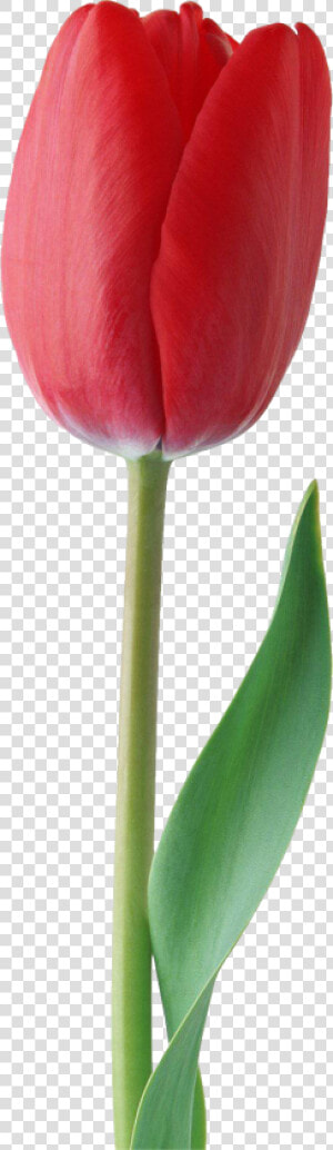 Red Tulip Png Image   Red Tulip Flower Png  Transparent Png