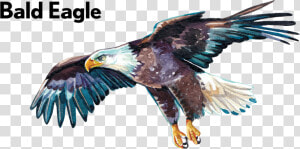 Golden Eagle   Bald Eagle  HD Png Download