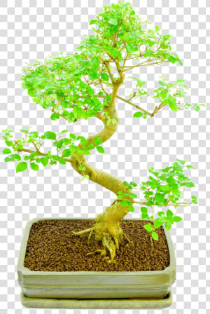 Bonsai Plants Online   Sageretia Theezans  HD Png Download