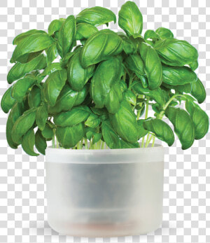 O Hanlon Herbs   Flowerpot  HD Png Download