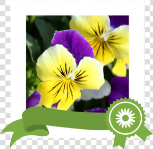 Pansy  HD Png Download