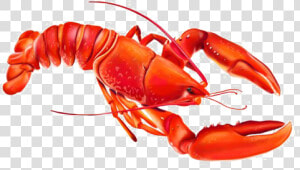 Lobster Png Photo   Transparent Lobster Cartoon  Png Download