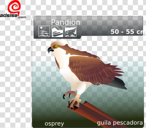 Osprey Clip Art  HD Png Download