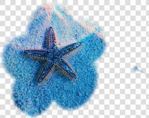  estrella De Mar   Starfish  HD Png Download