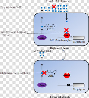 Int J Biol Sci Image   Inhibition Of Quorum Sensing  HD Png Download