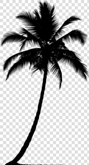 Arecaceae Silhouette Tree   Silhouette Palm Tree Png  Transparent Png