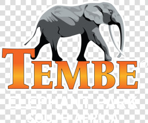 Tembe Elephant Park Lodge   Indian Elephant  HD Png Download