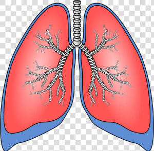 Pulmones  Órgano  Anatomía  Bronquios   Lung Clipart  HD Png Download