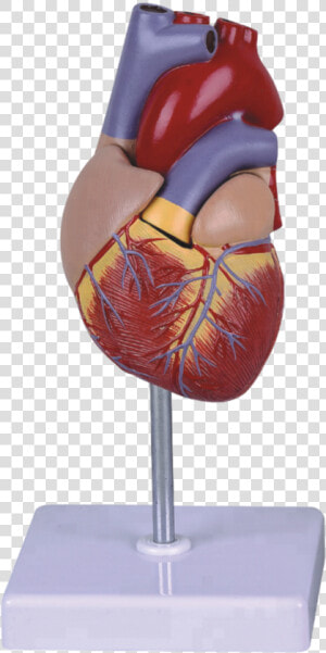 Life Size Human Heart Model For Education   Heart Model Png  Transparent Png