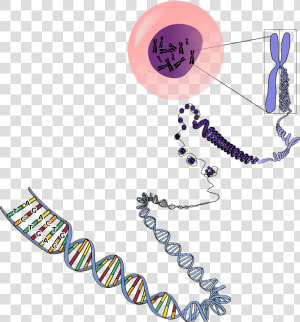 Genetics Png   Many Chromosomes Do Humans Have  Transparent Png