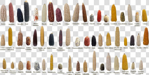 Examples Of Some Of The 59 Native Mexican Maize Landraces   Diversidad Genetica Del Maiz  HD Png Download