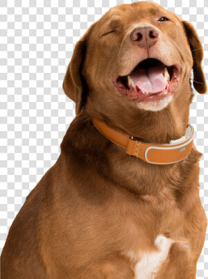 Happy April Fools Day Dog With Smart Collar   Dog With Smart Collar  HD Png Download