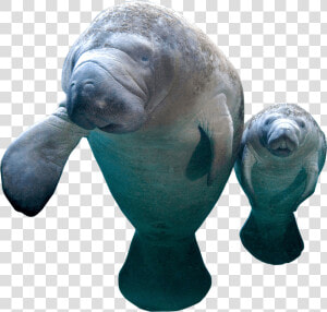 Collection Of Manatee Png   Manatee Png  Transparent Png