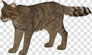 European Wildcat Additional Variants   Zoo Tycoon 2 Olive Baboon  HD Png Download