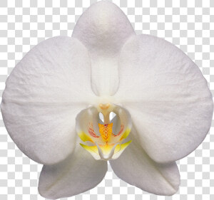 Orchid  Flower  White   White Orchid Flower Transparent  HD Png Download