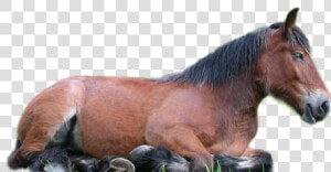 Horse Png   Horse Lying Down Transparent Background  Png Download