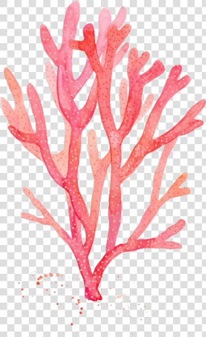 Clip Art Desenho De Algas   Watercolor Red Seaweed  HD Png Download