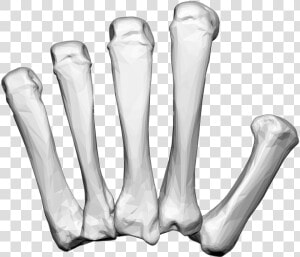 Left Hand Carpal Bones   Hand Bones Png  Transparent Png