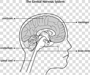 Nervous System Brain And Spinal Cord Diagram  HD Png Download