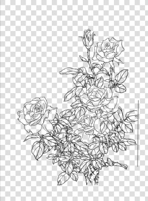 Flower Line Png   Flower Line Drawing Png  Transparent Png