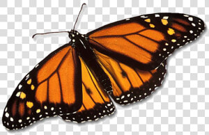 Monarch Butterfly Png Free Download   Monarch Butterfly Transparent Background  Png Download