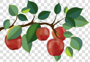 Red Apple Branch Clipart Png   Apple Tree Branch Clipart  Transparent Png